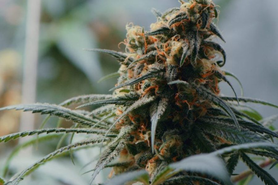 Top 5 Benefits of Using Premium Cannabis Flowers